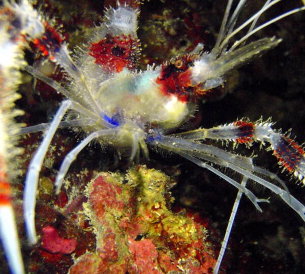 Marine life 