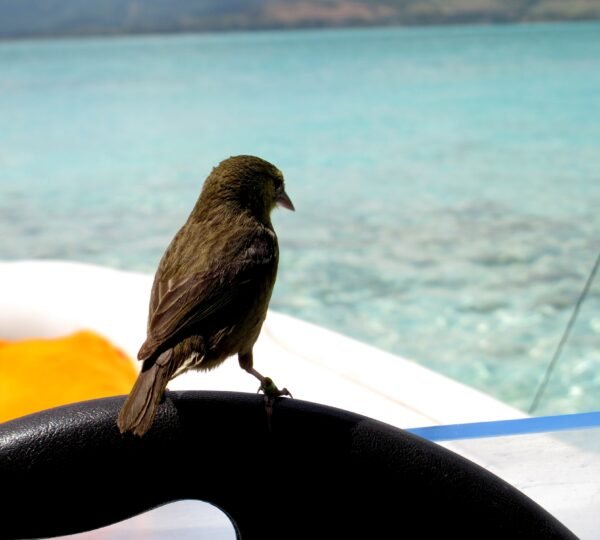 Ile Aux aigrettes