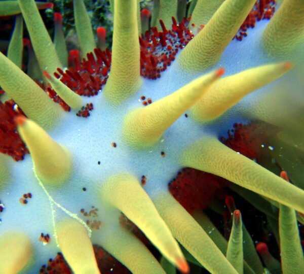 Marine life