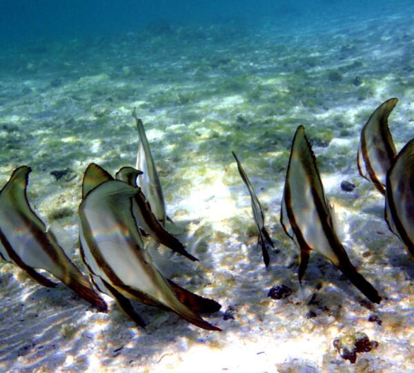Snorkeling Tour