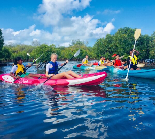 Kayak Mangrove Discovery