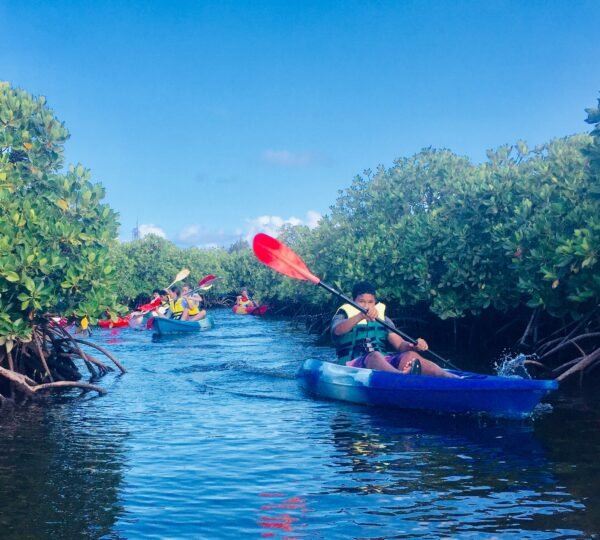 Kayak Mangrove Discovery