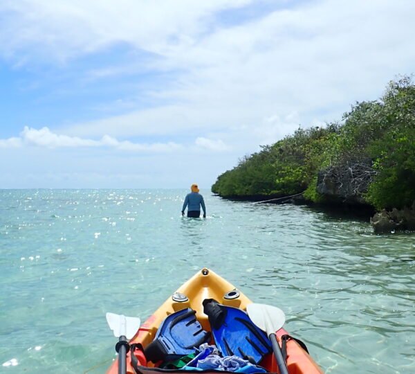 Kayak Mangrove Discovery & Island Visit