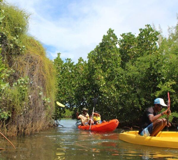 Mangrove Discovery